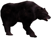 Černý medvěd (Lycan).png